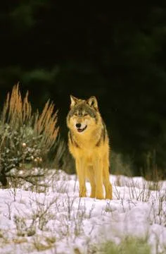 Grey Wolf Stock Photos
