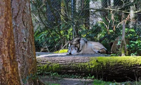 Grey wolf Stock Photos