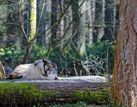 Grey wolf 写真素材