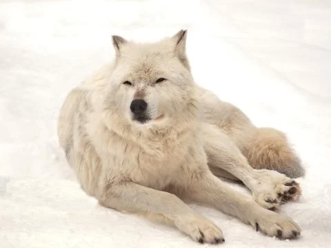 Grey wolf Stock Photos