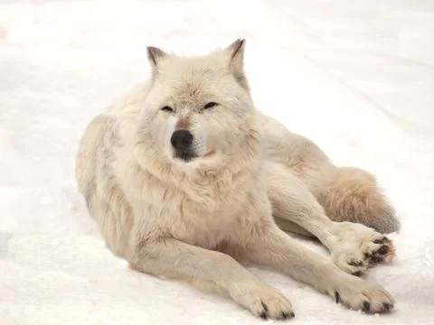 Grey wolf Stock Photos