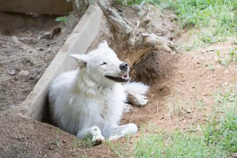 Grey Wolf Stock Photos