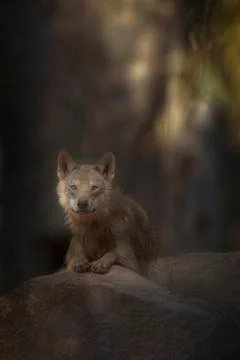 Grey wolf Stock Photos