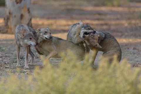 Grey wolf Stock Photos