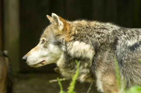 Grey wolf Stock Photos