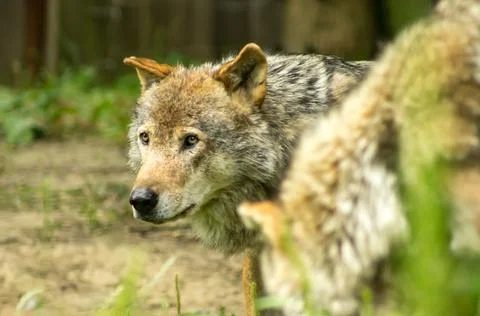 Grey wolf Foto stock