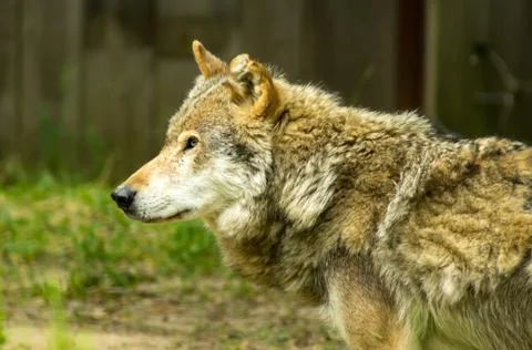 Grey wolf Stock Photos
