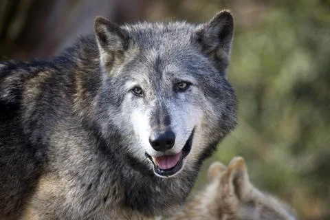 Grey Wolf Stock Photos