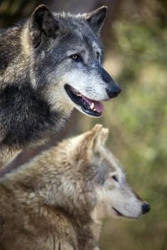 Grey Wolf Stock Photos