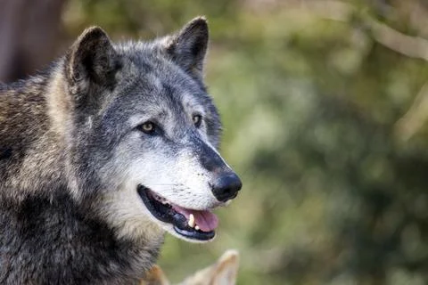 Grey Wolf Stock Photos