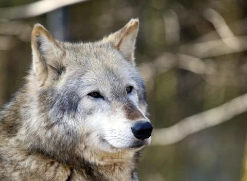 Grey Wolf Stock Photos