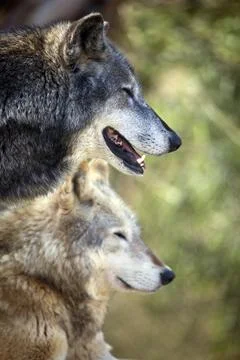 Grey Wolf Stock Photos