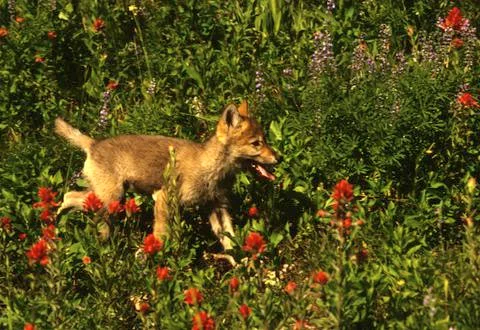 Grey Wolf Pup Stock Photos