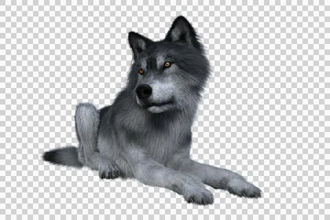 Grey wolf relaxing. Stock Illustration