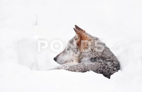 Grey wolf resting in deep snow winter den lair Stock Photos
