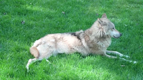 Grey wolf resting on green grass Stock Footage 195495228