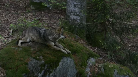 Grey wolf resting on rock in forest Stock Footage 61919777