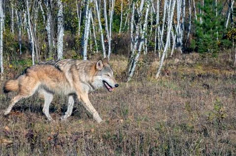 Grey Wolf running alongside a Birch Forest in Autumn Stock Photos