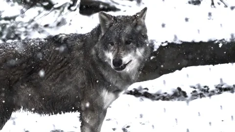 The grey wolf runs in the forest in winter Stock Footage 74368570