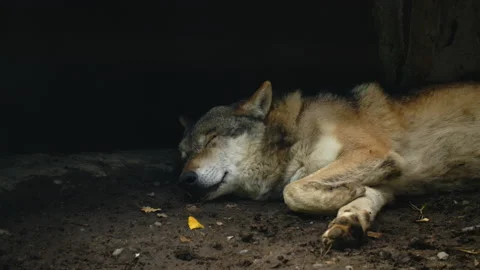 Grey wolf sleeping (Close up) Stock Footage 162711876