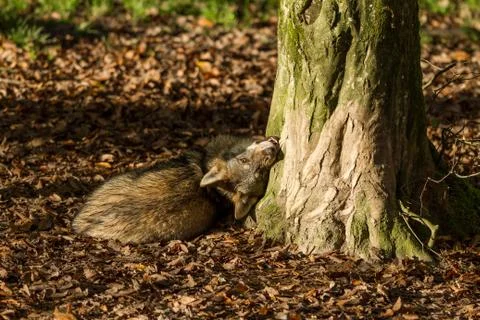 Grey Wolf sleeping in the forest Stock Photos