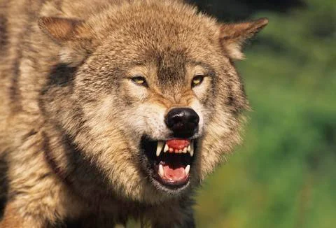 Grey Wolf Snarling Stock Photos