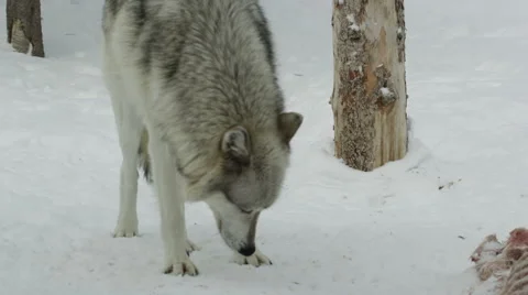 Grey wolf sniffing around carcass Video stock 52877800