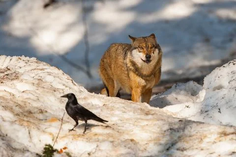 Grey wolf on the snow background Stock Photos