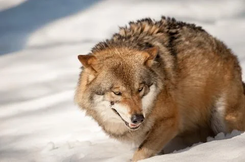 Grey wolf on the snow background Stock Photos