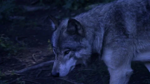 A grey wolf stalking through the forest at night in the Northern Wilderness Stock Footage 148867949