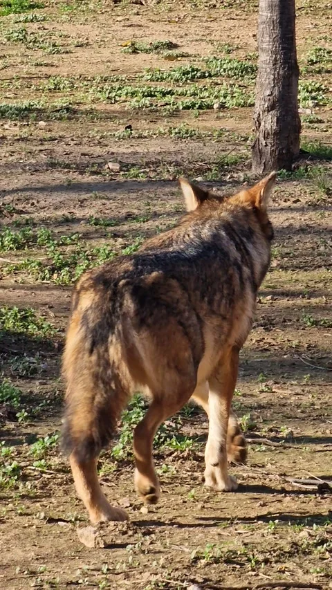 Grey wolf standing alert in an enclosure outdoors Stock Footage 300255237