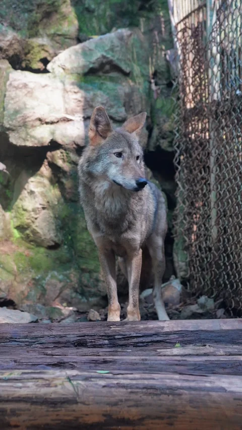 Grey Wolf Standing Alertly in its Habitat at a Zoo During the Daytime Stock Footage 324699081