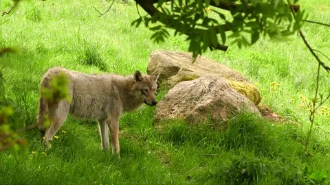 Grey wolf standing in forest close to rock Stock Footage 104149343