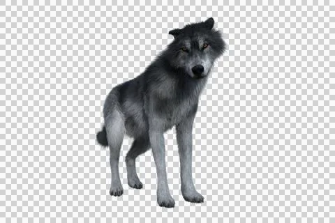 Grey wolf standing. Stock Illustration