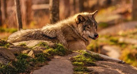 Grey wolf thinking of a nice lunch in Quebec, Canada. Stock Photos