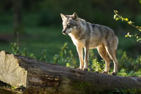 Grey Wolf on the tree in the forest Stock Photos