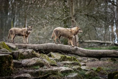 Grey wolf on the tree Stock Photos