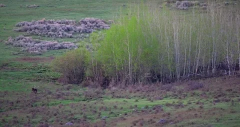 Grey wolf turns to watch bird across open valley Stock Footage 341524143