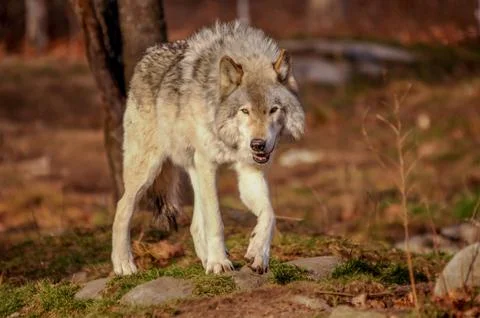 Grey wolf walking in the fall, Quebec, Canada. Stock Photos