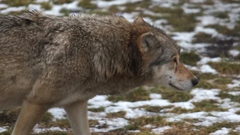 Grey wolf walking Stock Footage 102324378