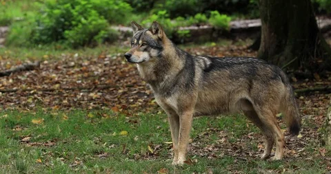 Grey wolf walking in the forest Stock Footage 119328098