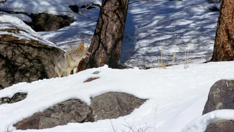 Grey wolf walking in the snow on a mountain slope Stock Footage 113231569