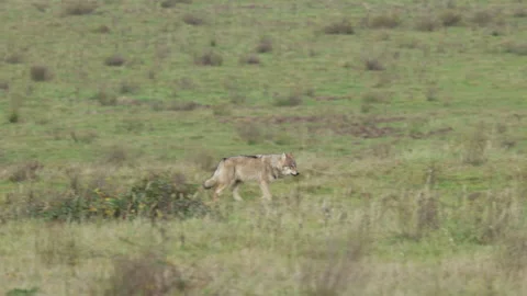 Grey Wolf Walking Through a Meadow Stock Footage 346638411