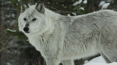 Grey wolf walks through snow Stock Footage 52878144