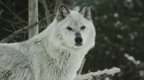 Grey wolf watching prey Stock Footage 52878079