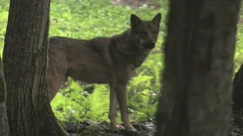 Grey wolf in wood. Video stock 706338