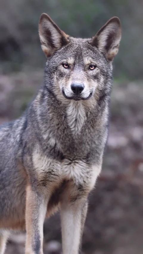 Grey wolf in the woods Stock Footage 269951481