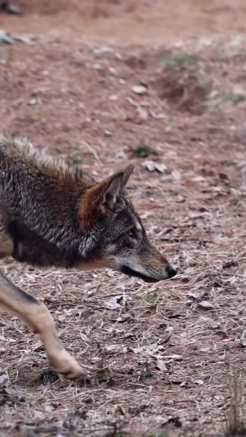 Grey wolf in the woods Stock Footage 269951760