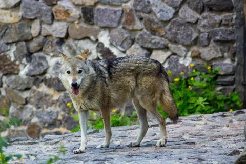 Grey wolf in the zo Stock Photos