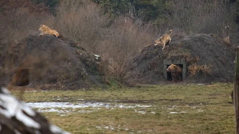 Grey wolves and a brown bear in the distance. Stock Footage 102323742